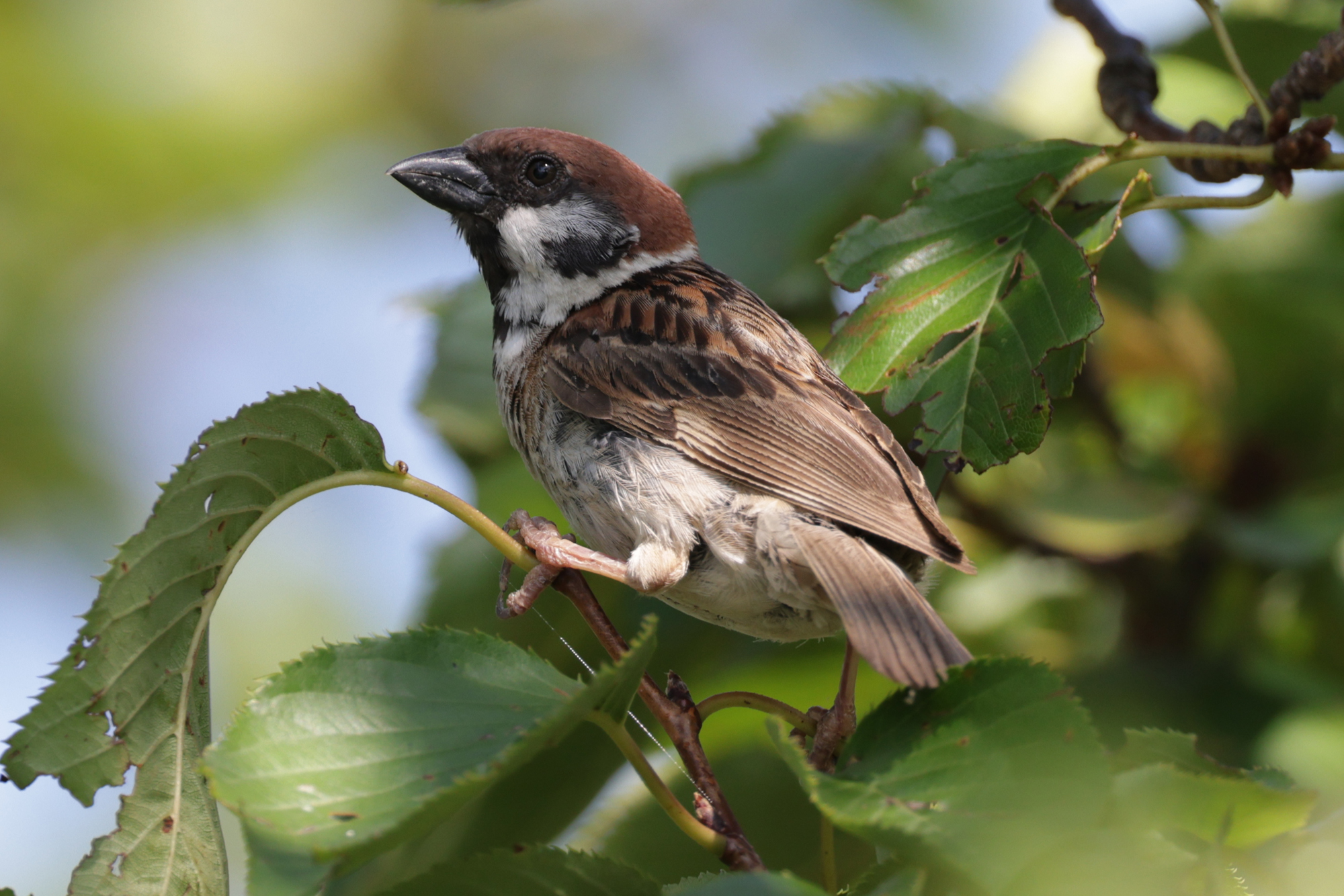 スズメ Tree Sparrow Photo by Canon EOS R5+250 