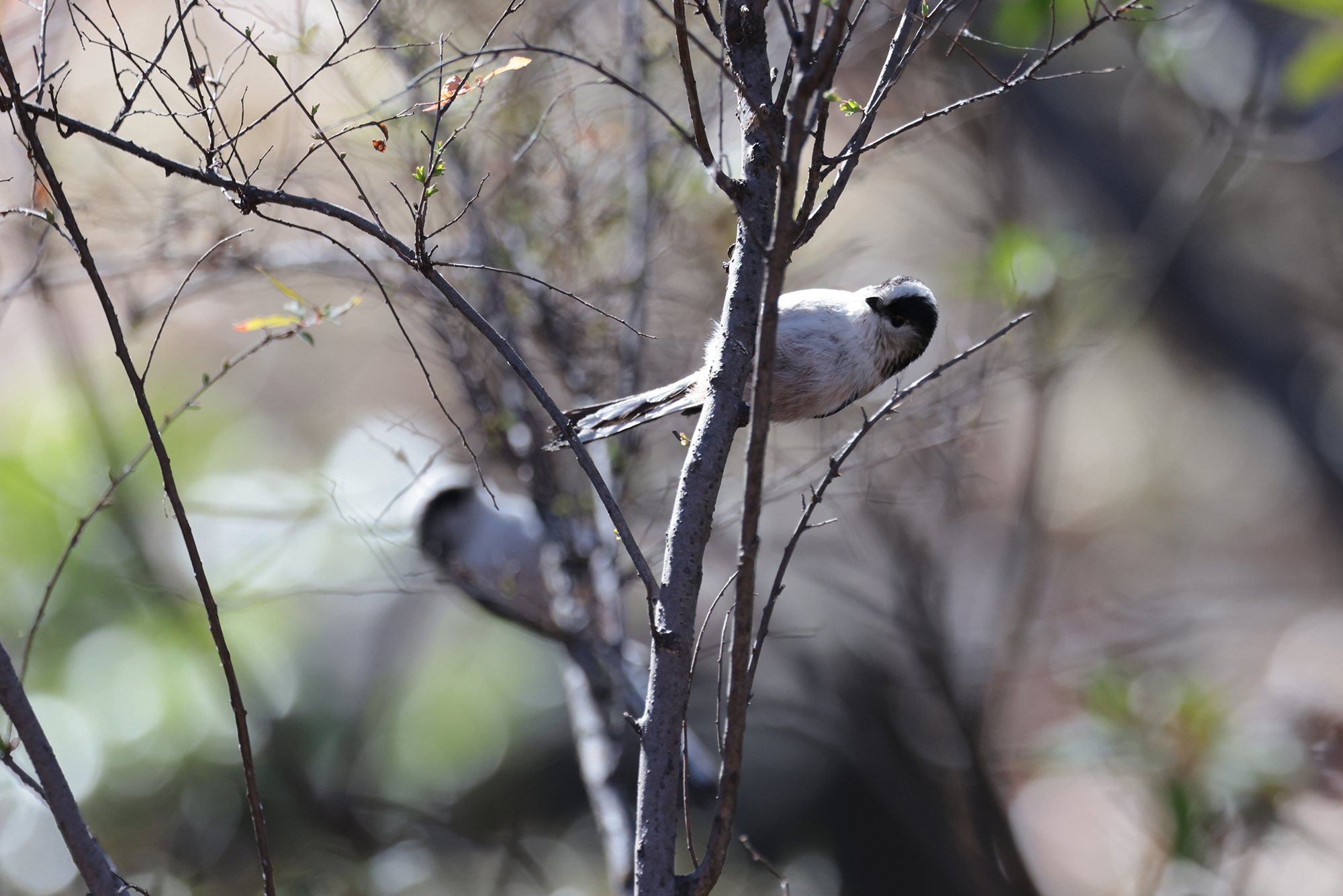 エナガ Long-tailed tit Photo by Canon EOS R5+800 