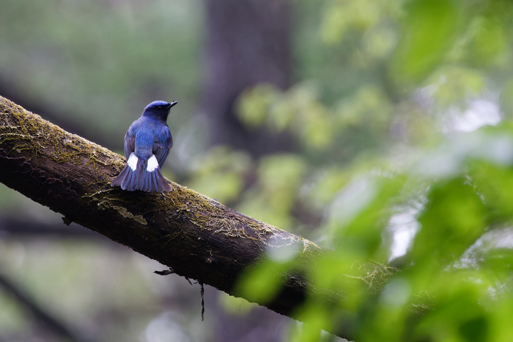 オオルリ Blue-and-White Flycatcher Photo by Canon EOS R5+5000 