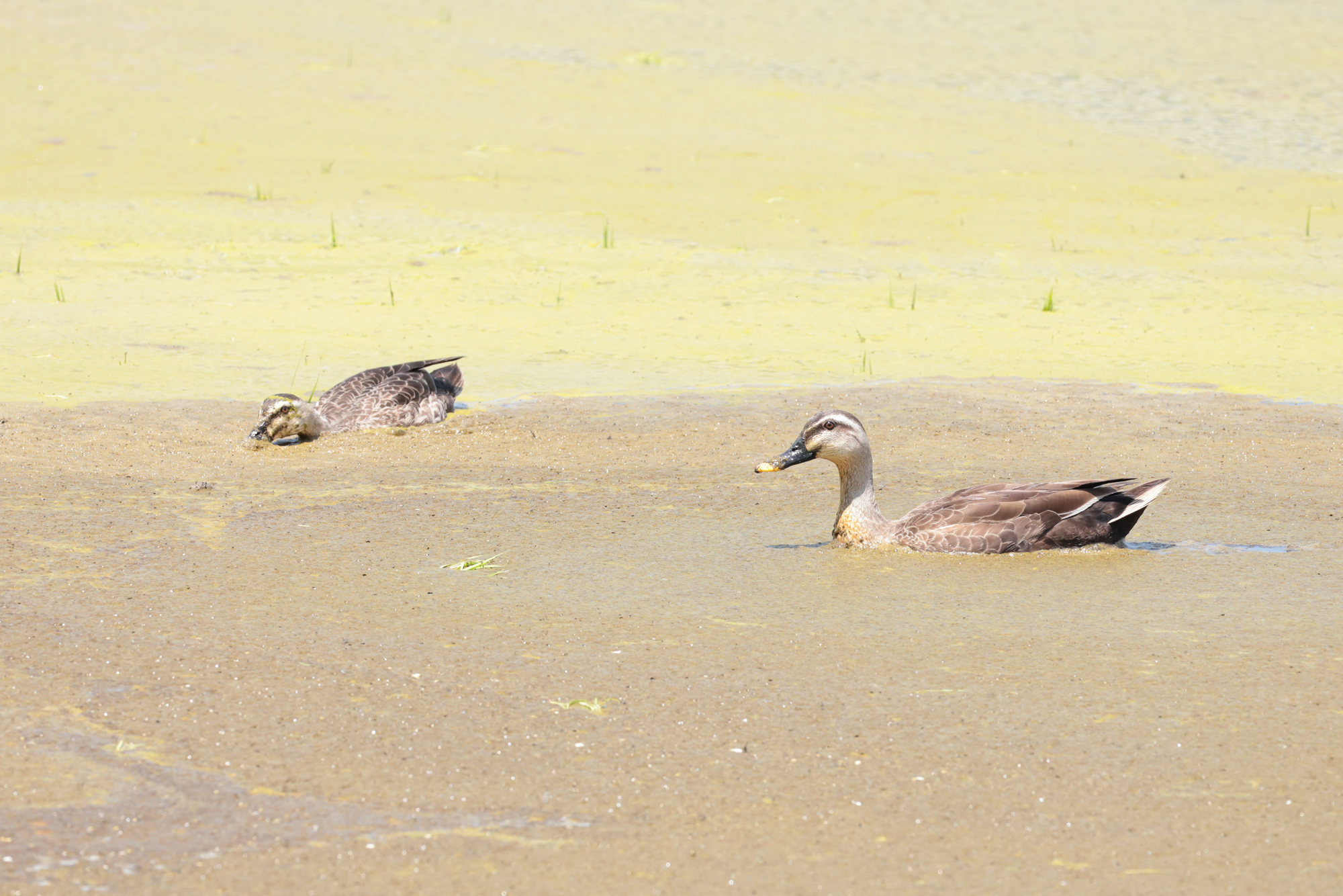 カルガモ spot-billed duck Photo by Canon EOS R5+1250 