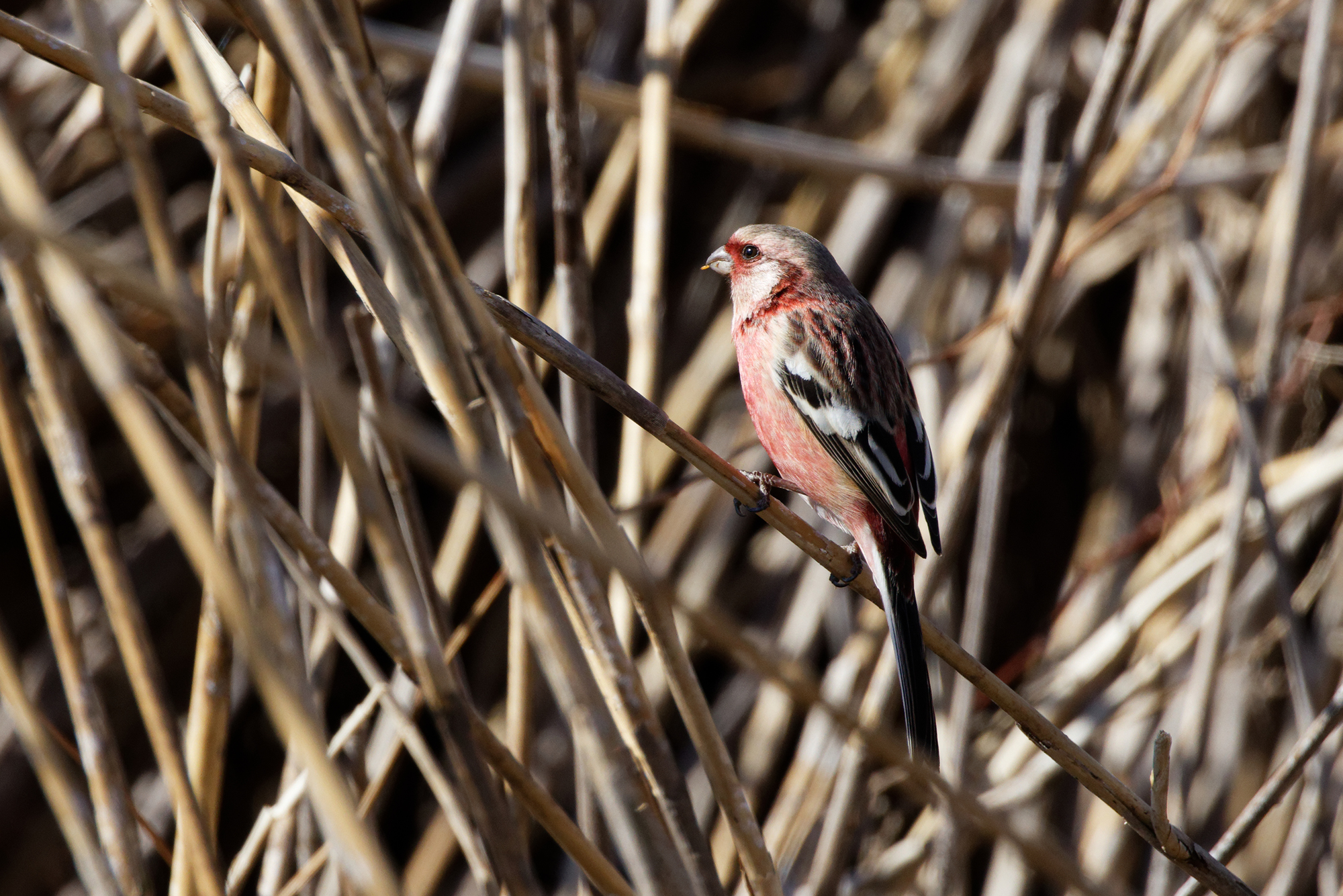 ベニマシコ Long-tailed Rosefinch Photo by Canon EOS R5+800 
