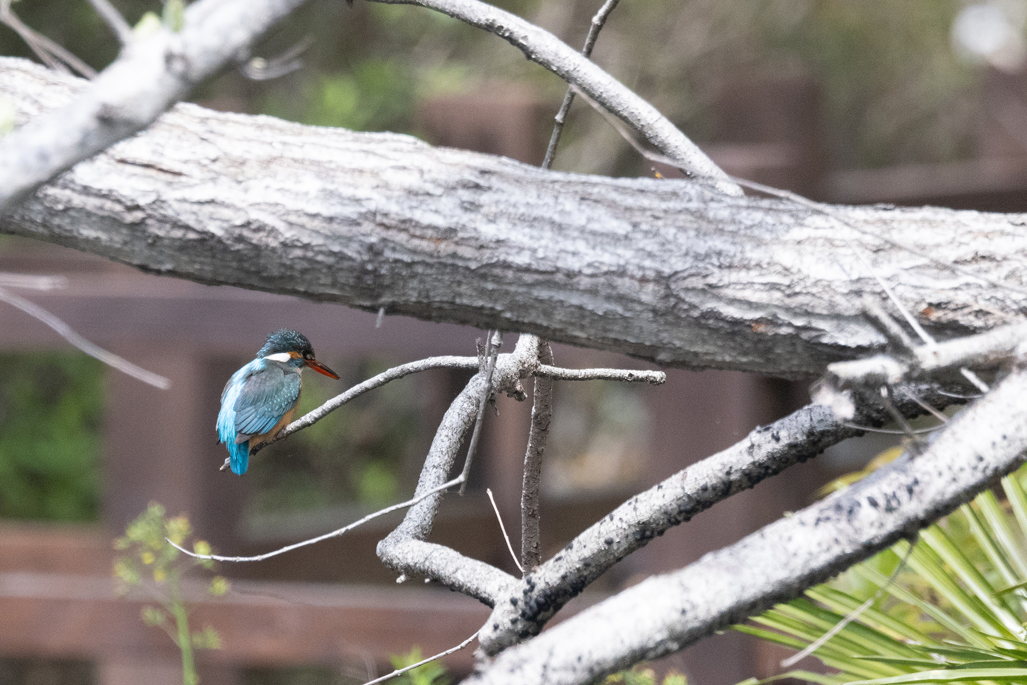 カワセミ Common Kingfisher Photo by Canon EOS R5+3200 