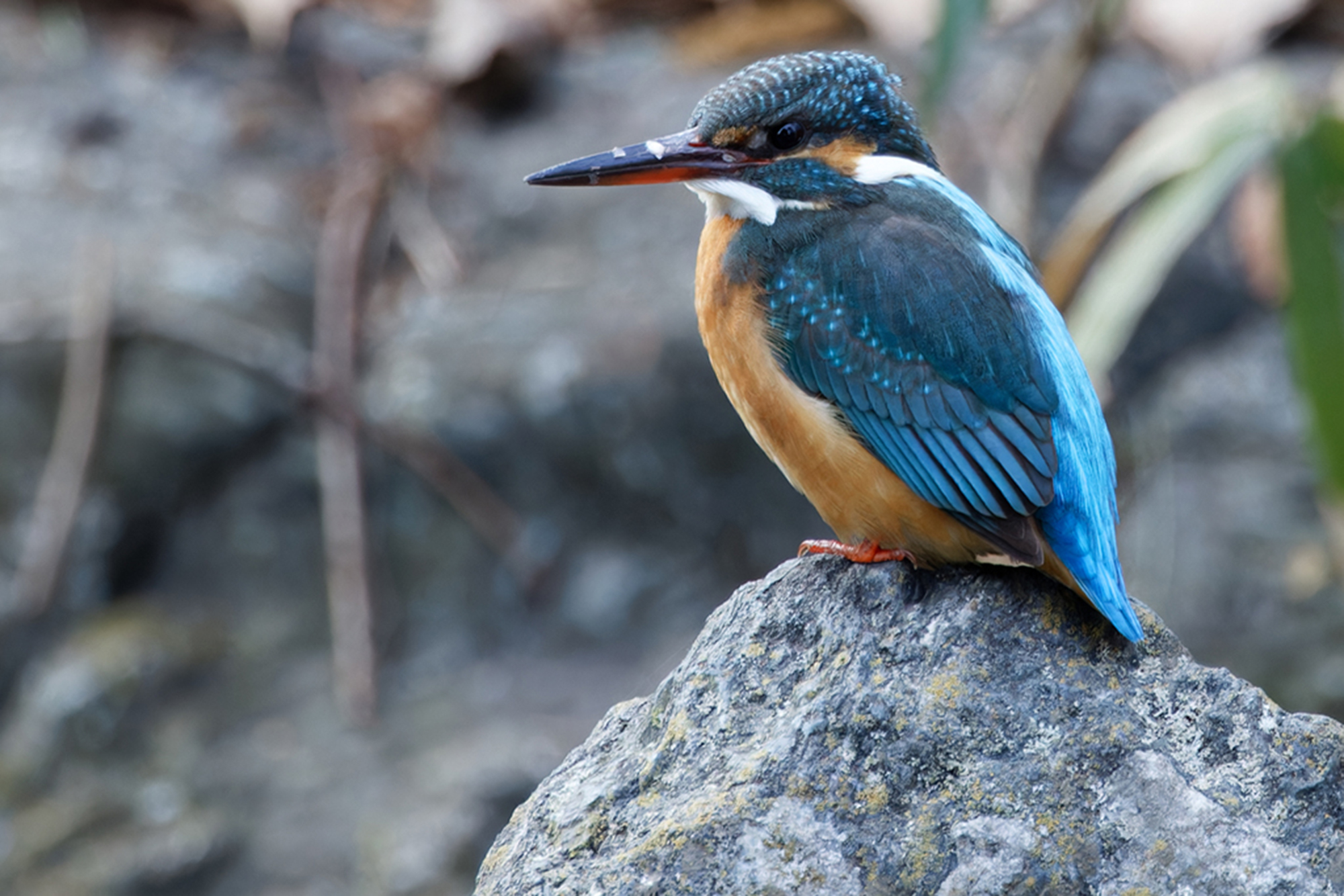カワセミ Common Kingfisher Photo by Canon EOS R5+1250 