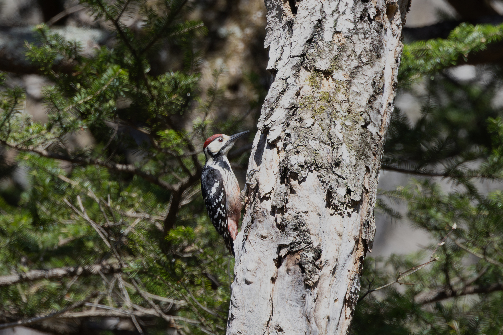 アカゲラ Great Spotted Woodpecker Photo by Canon EOS R5+500 