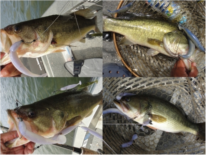 Big Bite Baits Dean Rojas - Cane Thumper 25pk