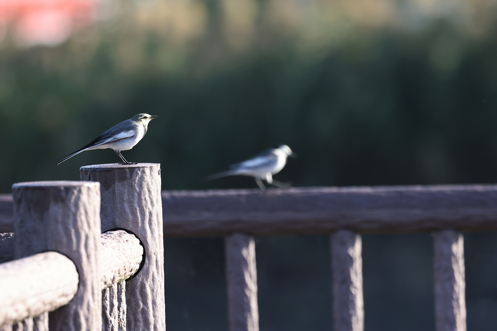 ハクセキレイ Japanese Pied Wagtail Photo by Canon EOS R5+2000