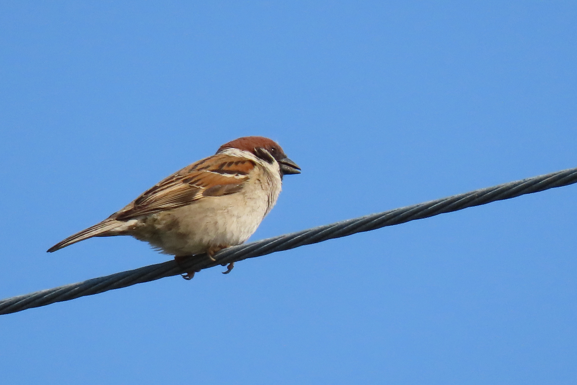 スズメ Tree Sparrow Photo by Canon PowerShot SX70 HS+100 