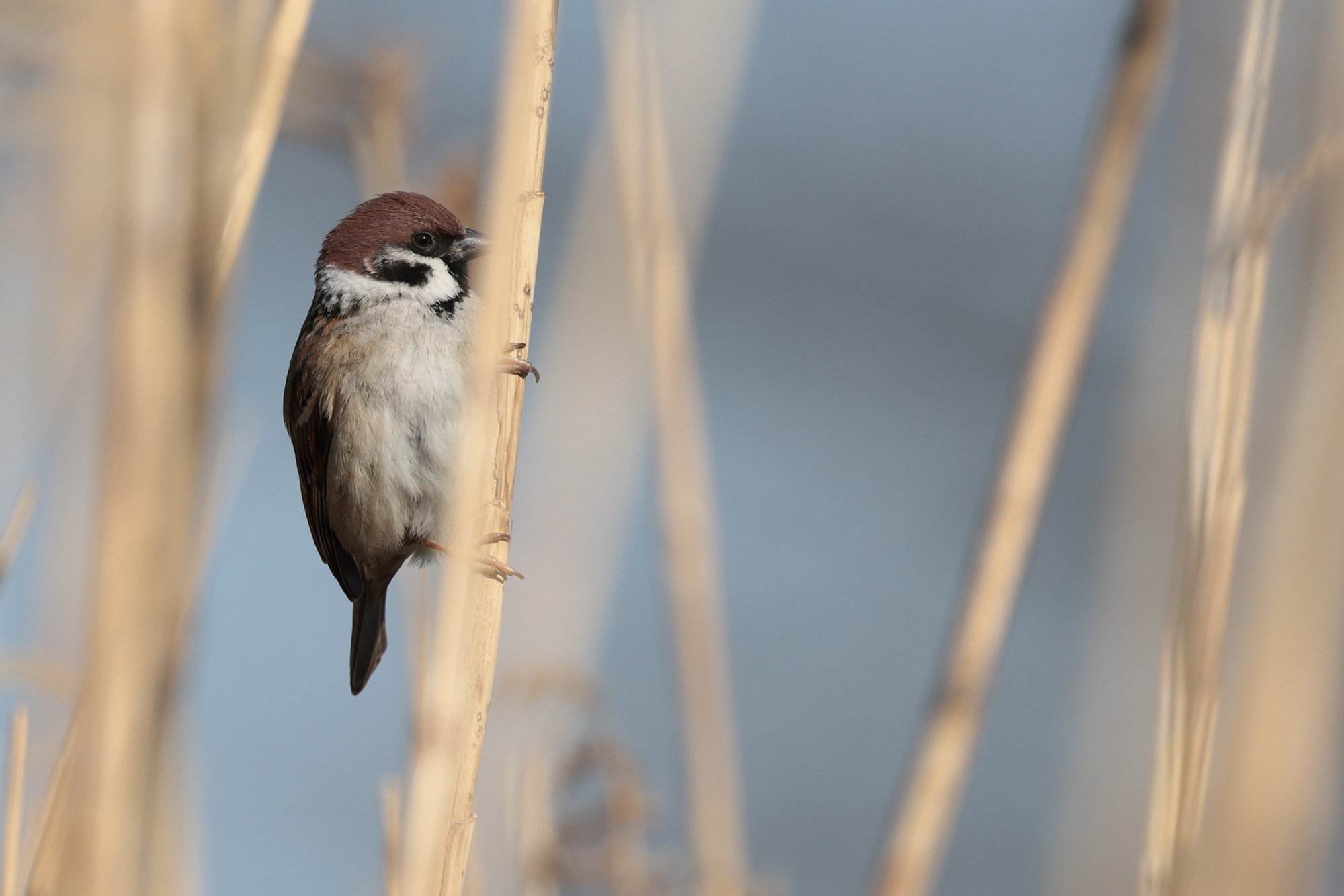 スズメ Tree Sparrow Photo by Canon EOS R5+250 