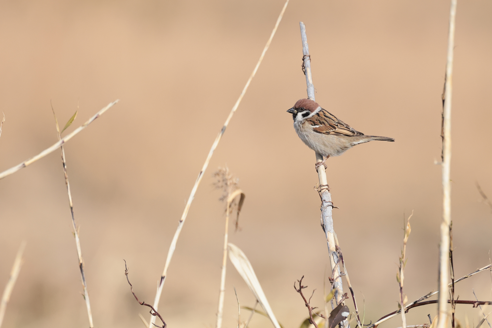 スズメ Tree Sparrow Photo by Canon EOS R5+2000 