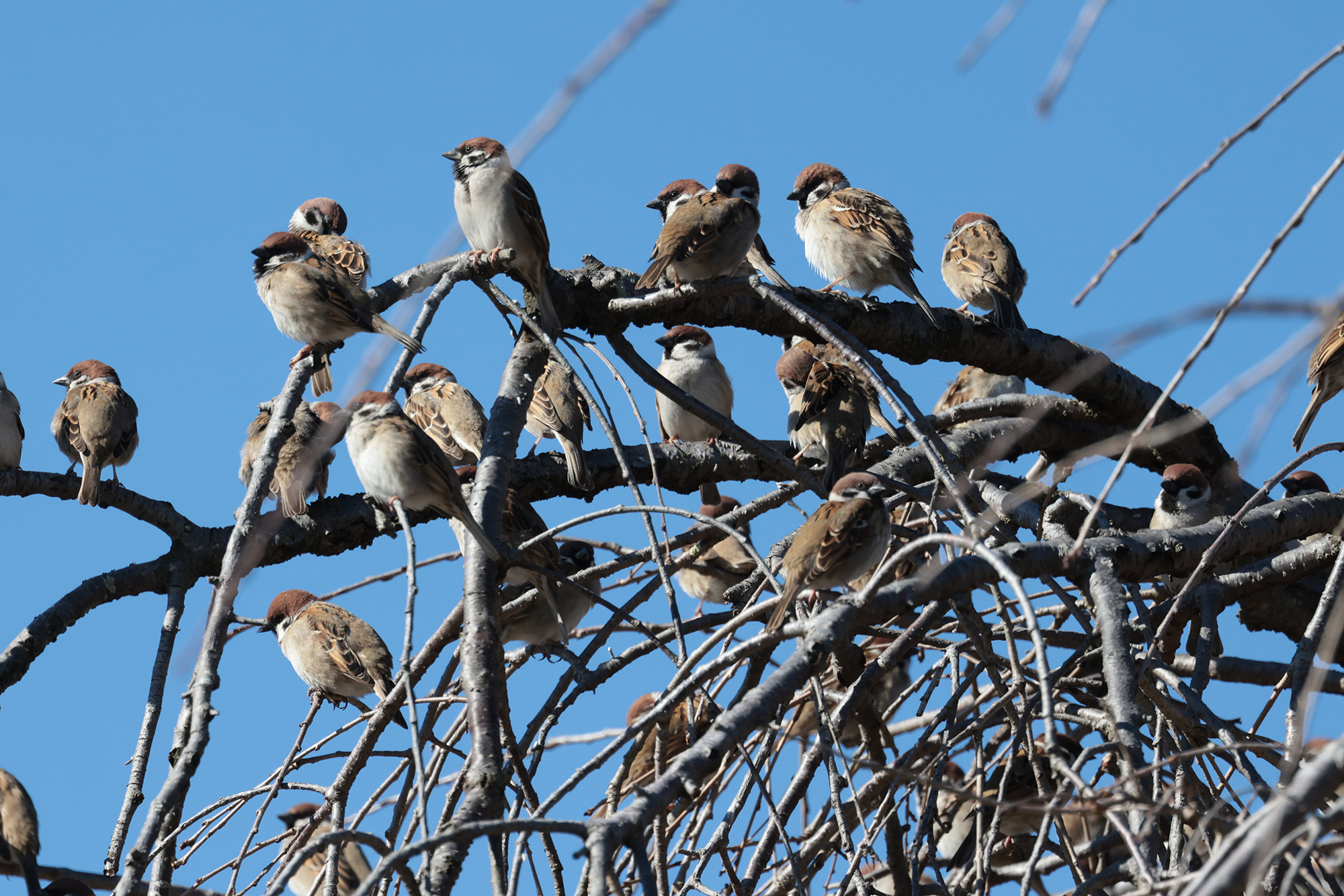 スズメ Tree Sparrow Photo by Canon EOS R5+640 