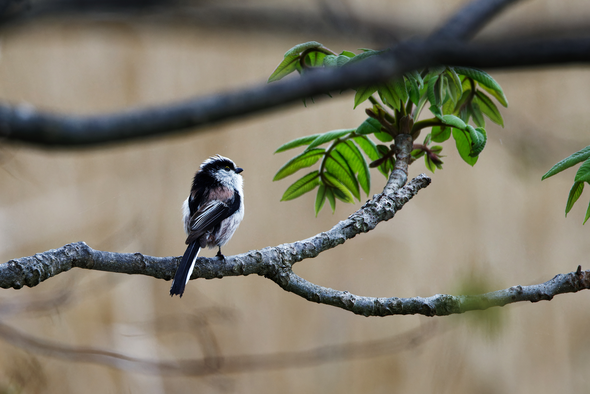 エナガ Long-tailed tit Photo by Canon EOS R5+1000 