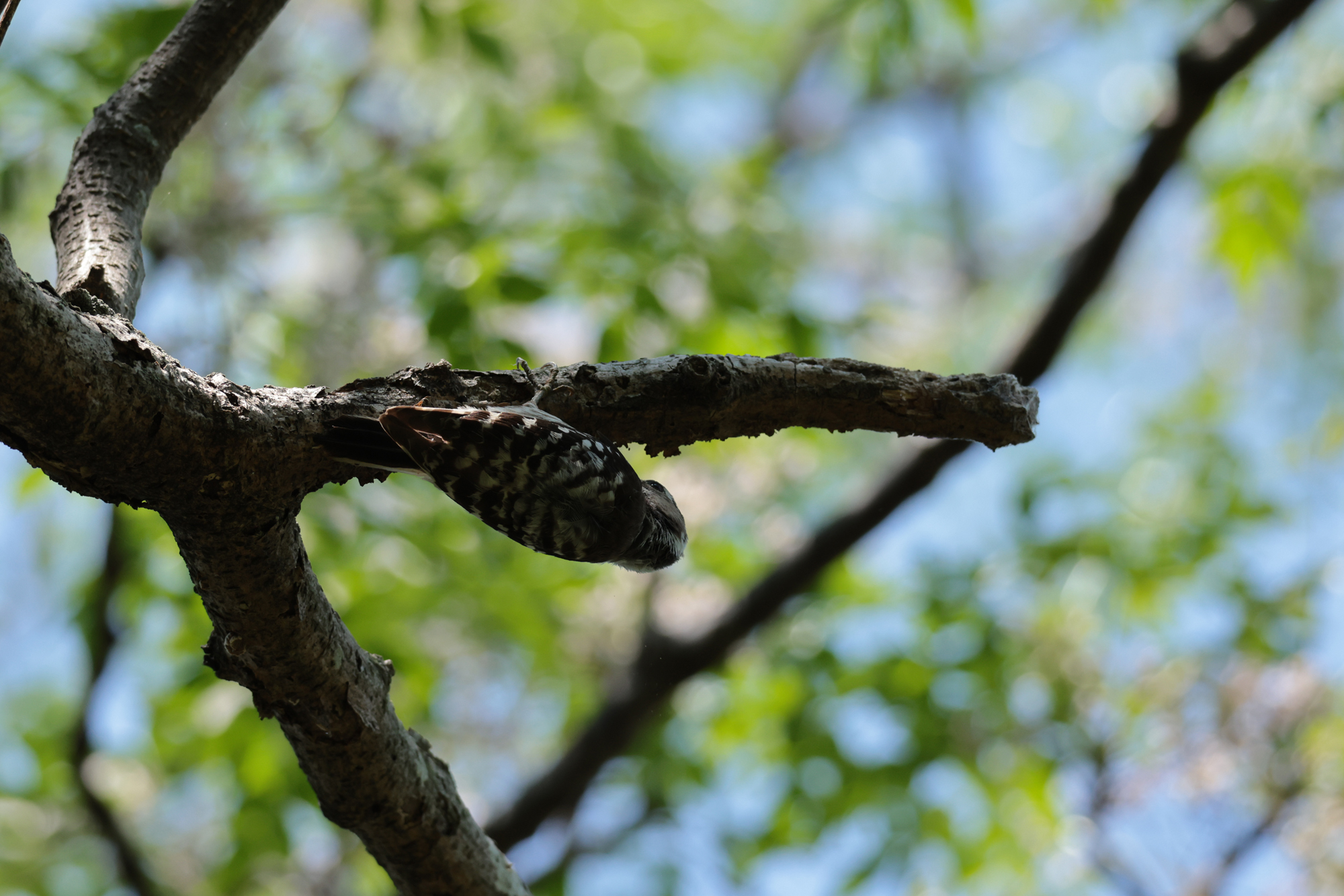 コゲラ Pygmy Woodpecker Photo by Canon EOS R5+800 