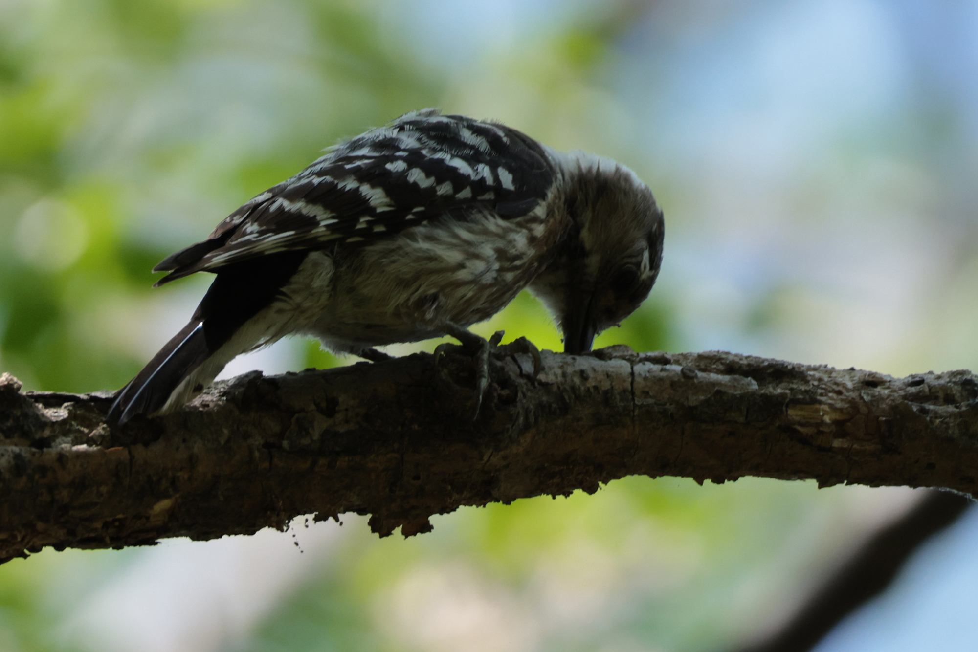 コゲラ Pygmy Woodpecker Photo by Canon EOS R5+1000 