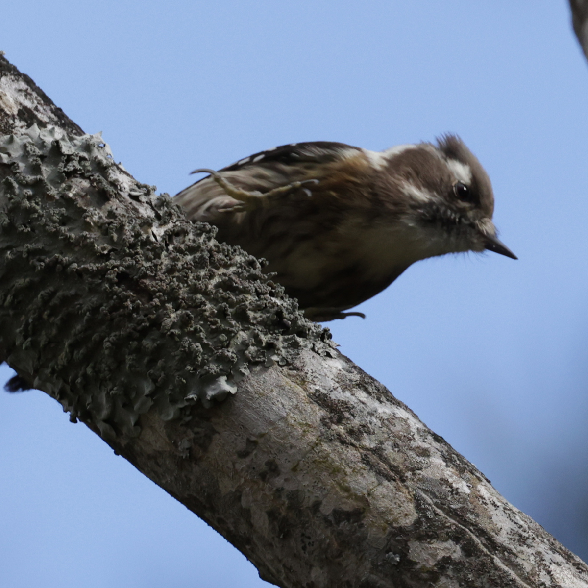 コゲラ Pygmy Woodpecker Photo by Canon EOS R5+1000 