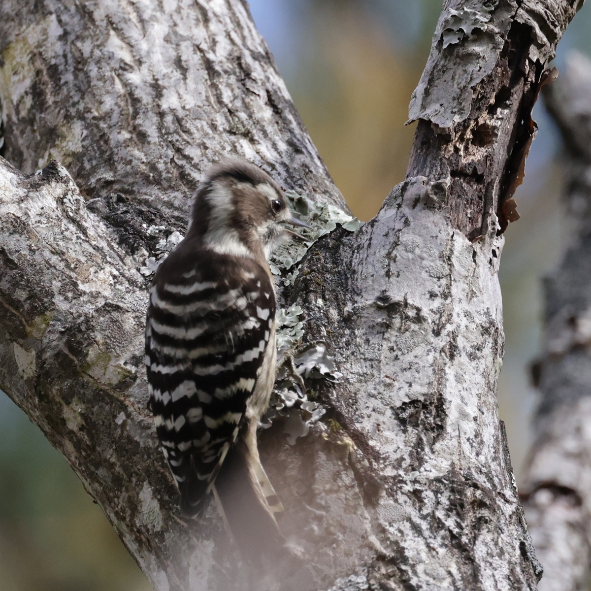 コゲラ Pygmy Woodpecker Photo by Canon EOS R5+2000 
