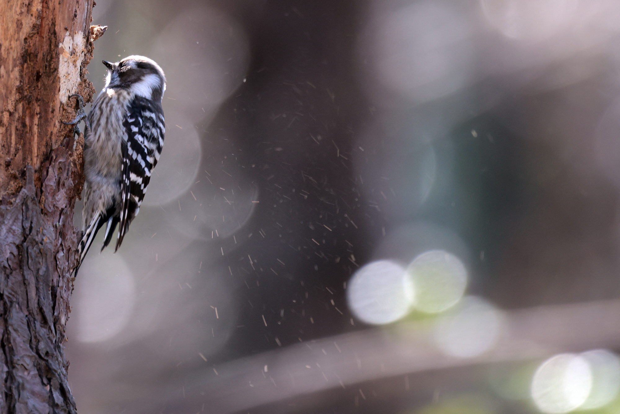 コゲラ Pygmy Woodpecker Photo by Canon EOS R5+400 