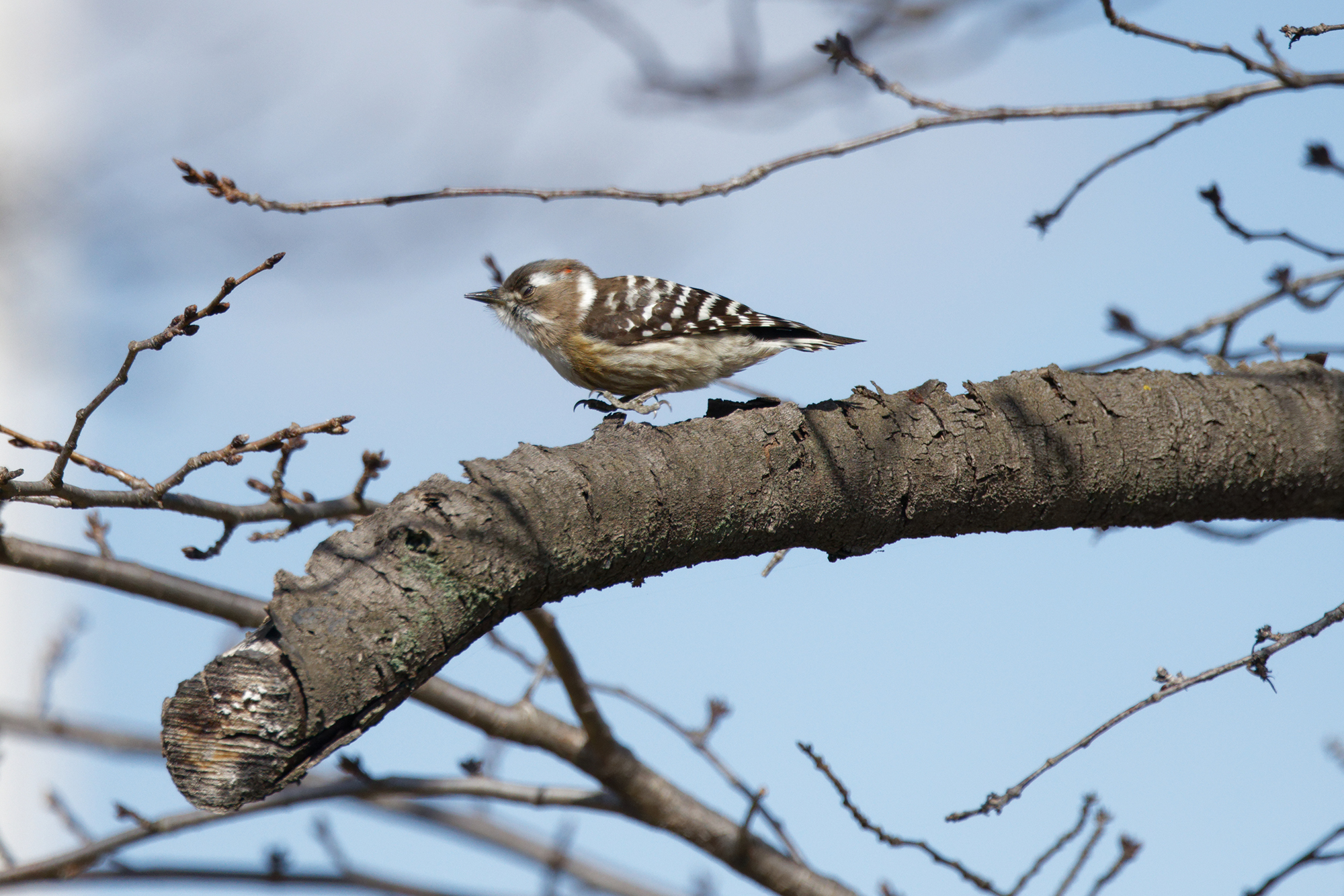 コゲラ Pygmy Woodpecker Photo by Canon EOS R5+640 