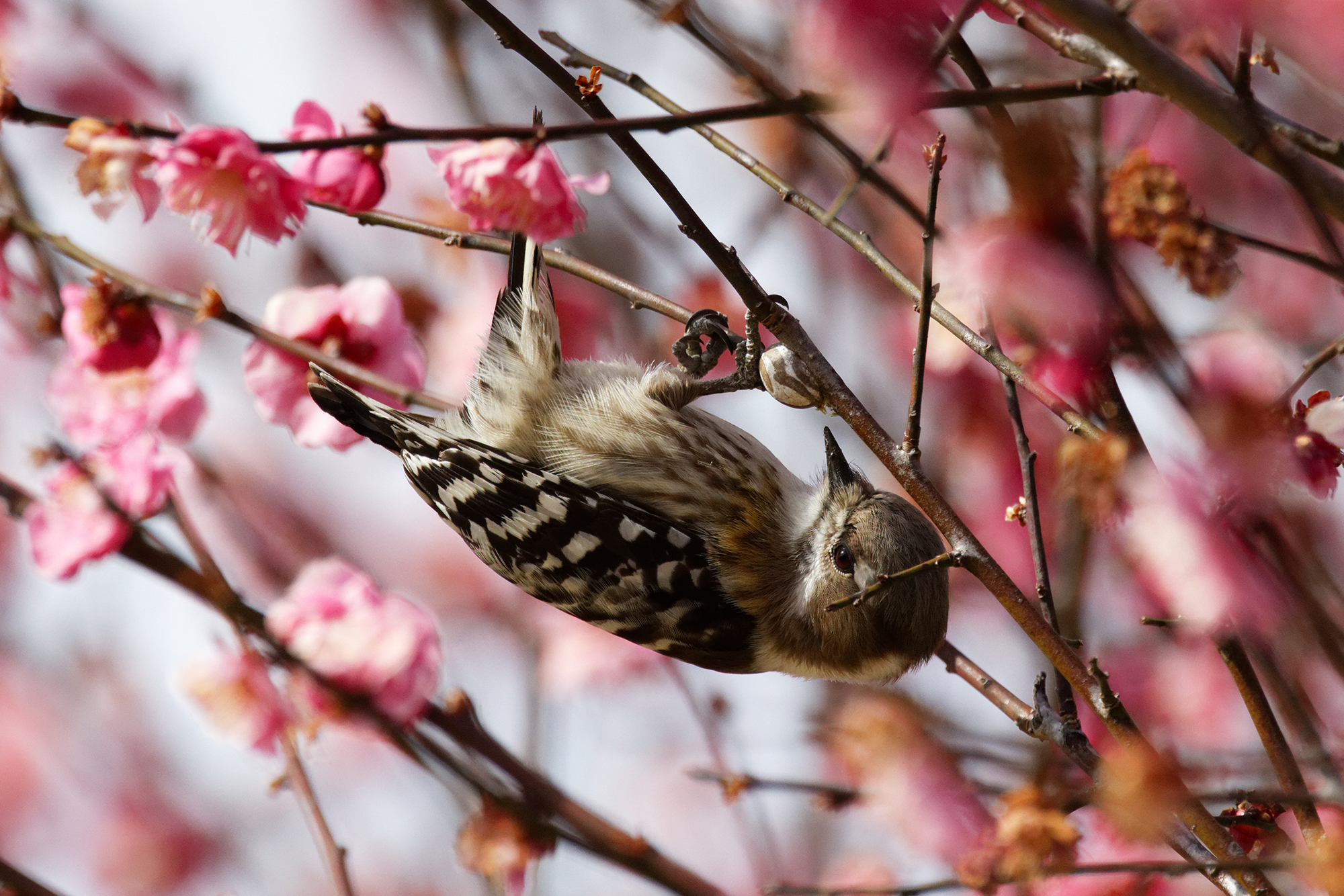 コゲラ Pygmy Woodpecker Photo by Canon EOS R5+2500 