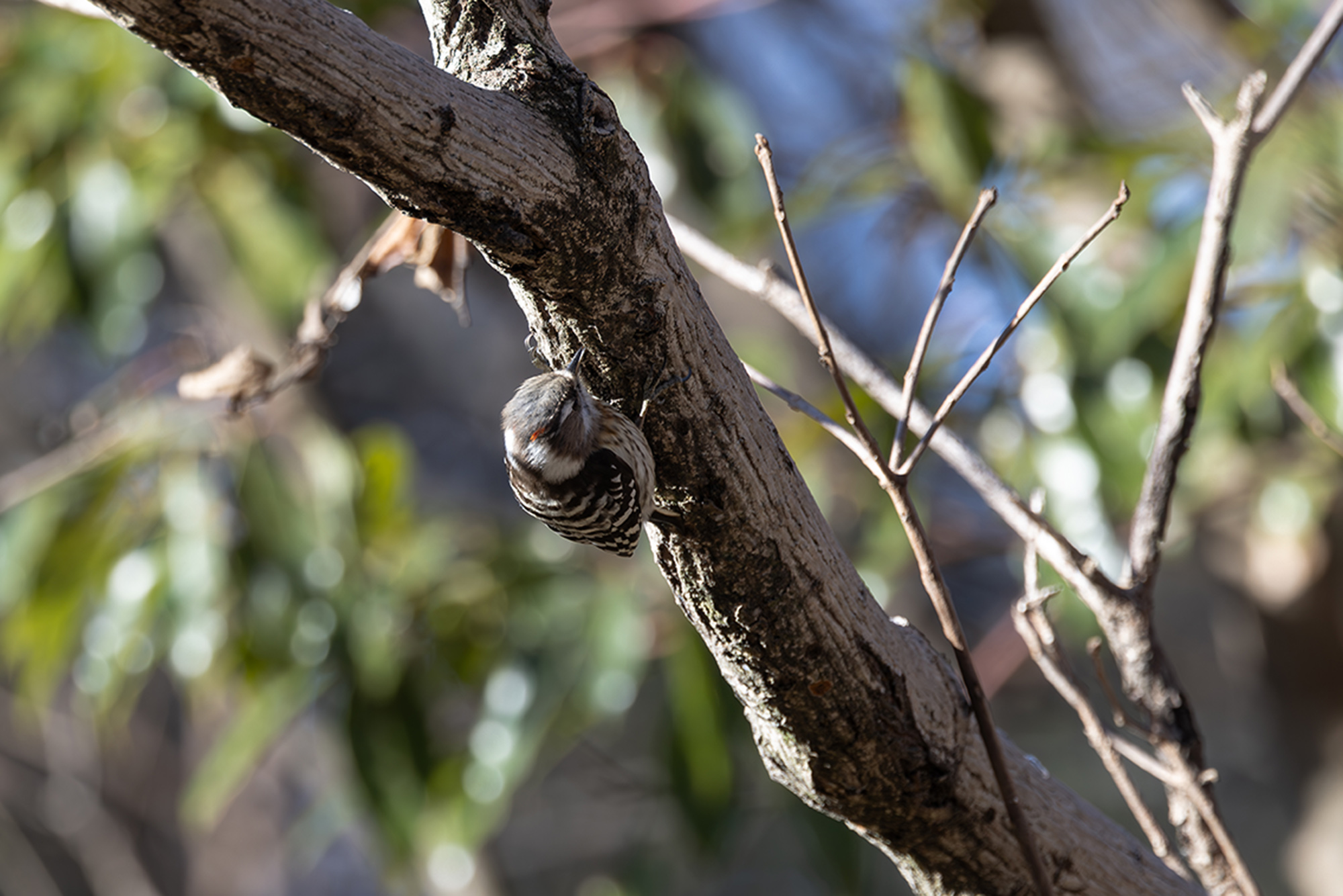 コゲラ Pygmy Woodpecker Photo by Canon EOS R5+320 