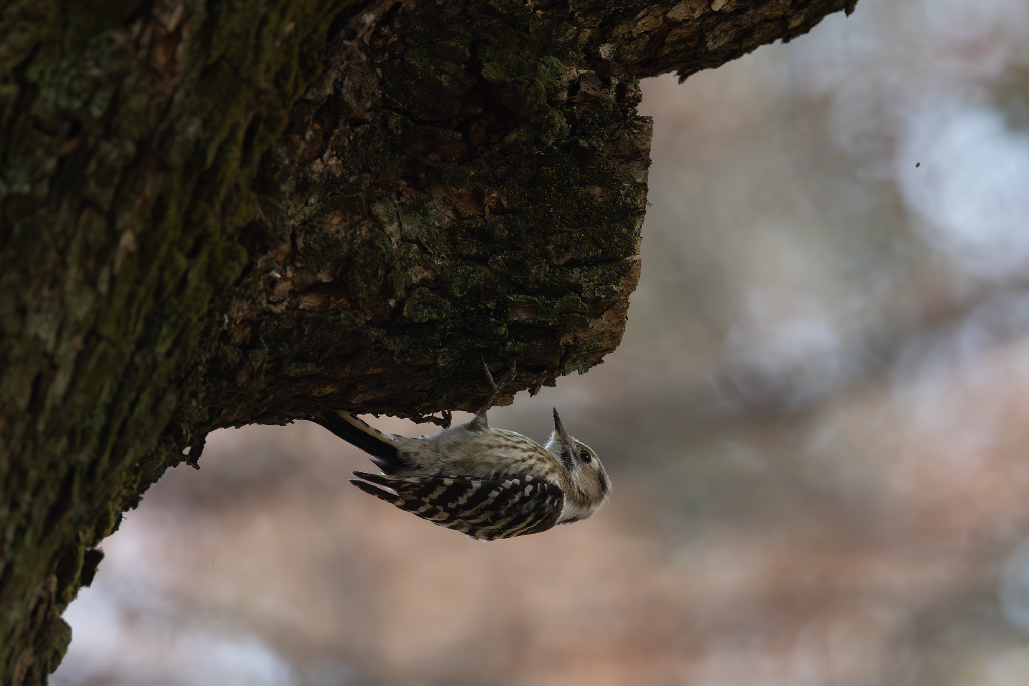 コゲラ Pygmy Woodpecker Photo by Canon EOS R5+2500 