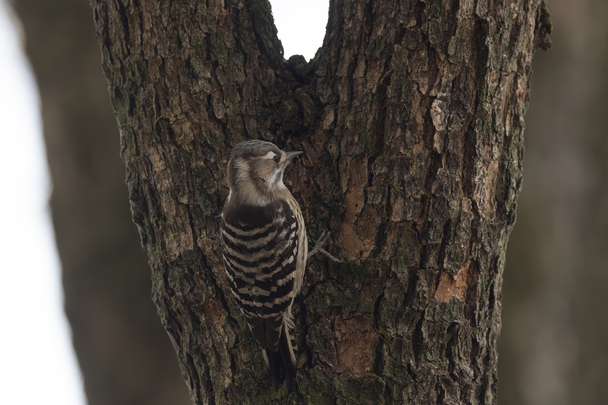 コゲラ Pygmy Woodpecker Photo by Canon EOS R5+3200 