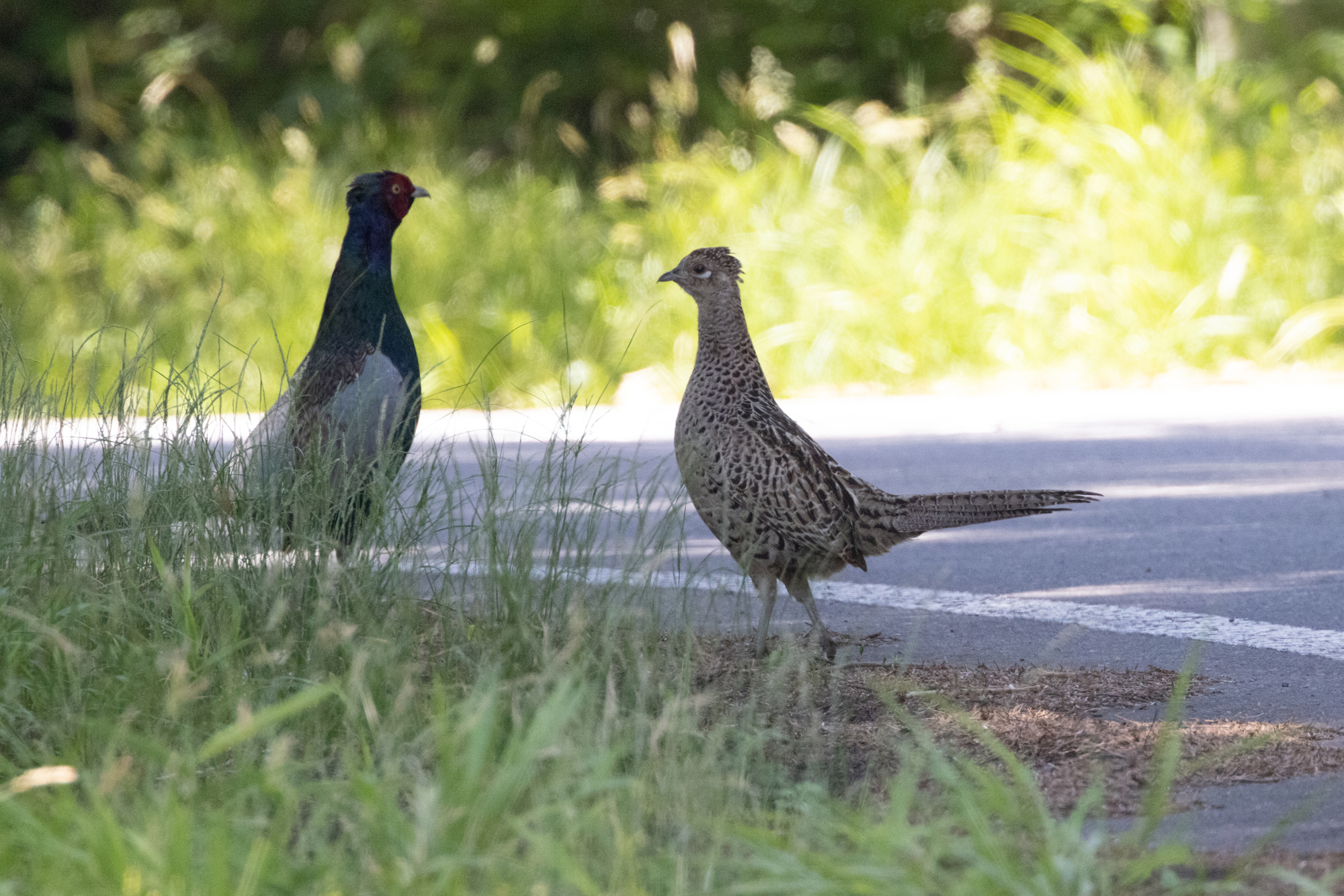 キジ Green Pheasant Photo by Canon EOS R5+8000 