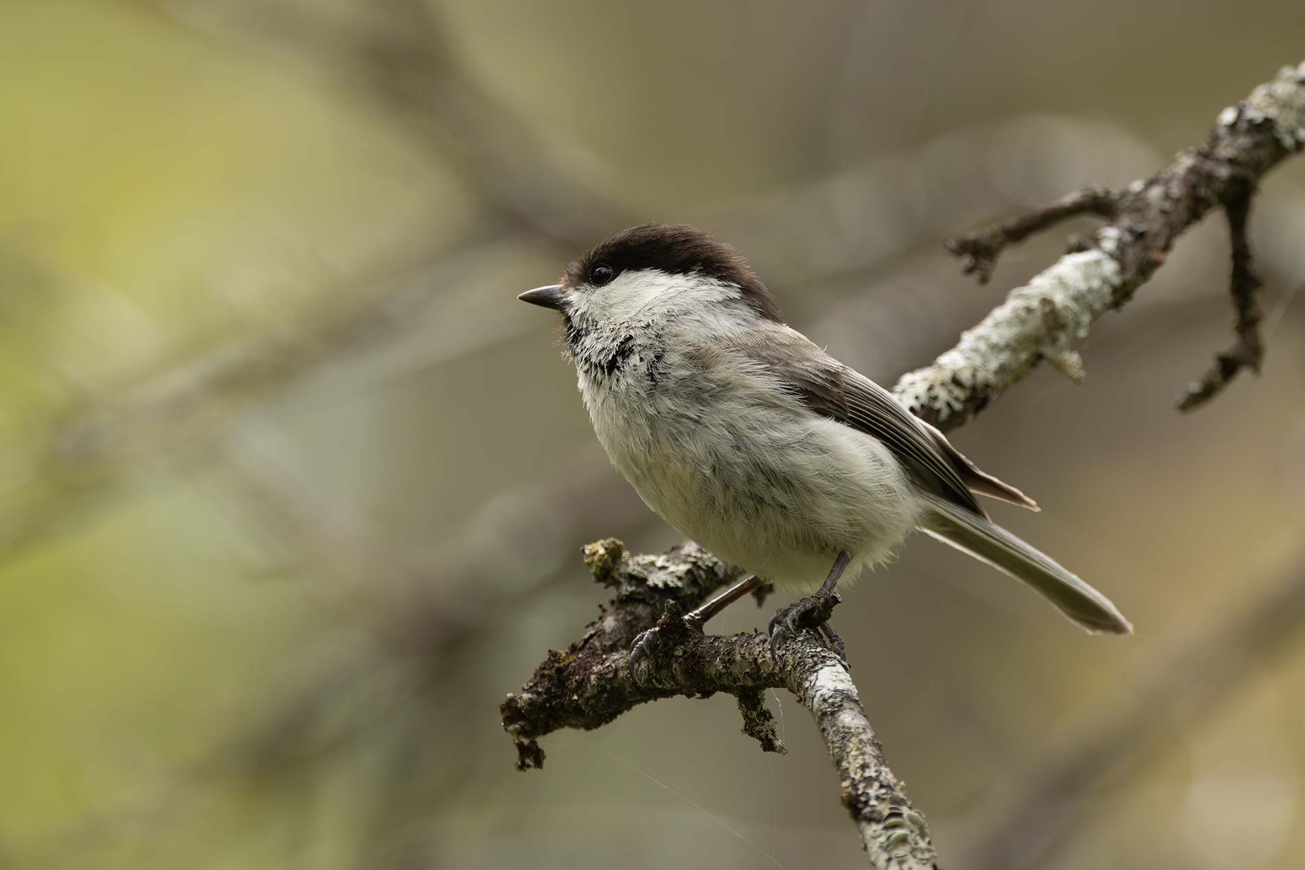 コガラ Willow tit Photo by Canon EOS R5+640 