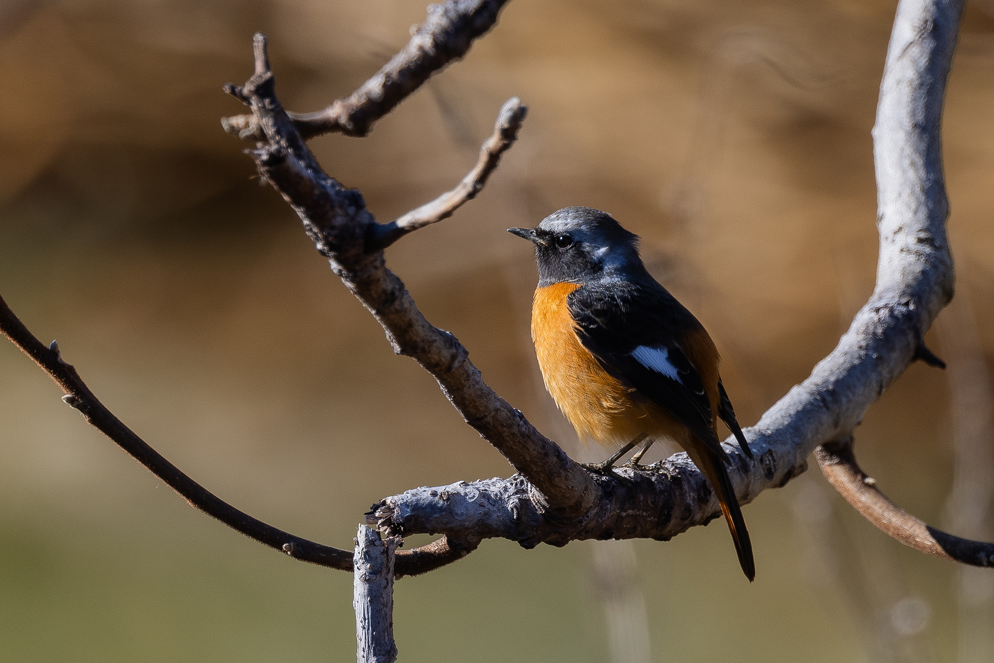 ジョウビタキ Daurian redstart Photo by Canon EOS R5+125 
