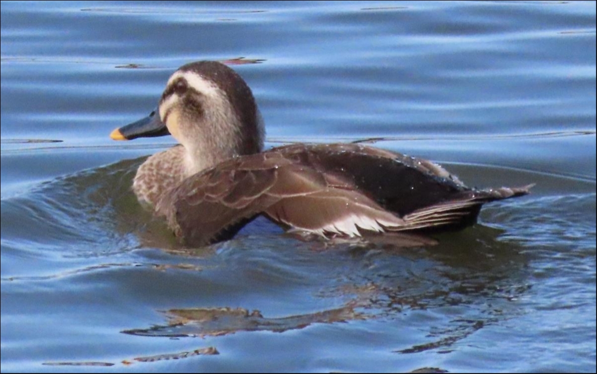 カルガモ spot-billed duck Photo by + 