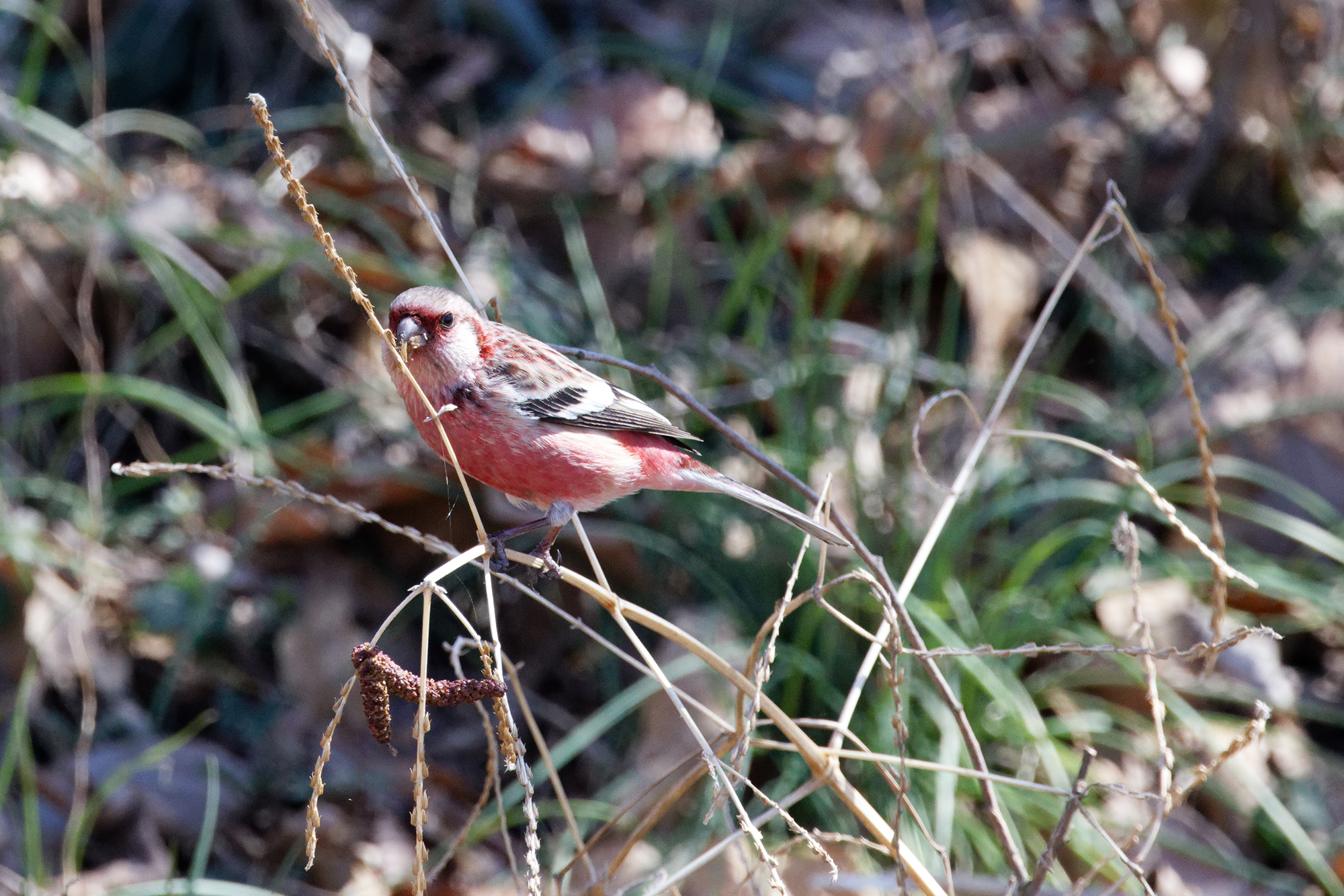 ベニマシコ Long-tailed Rosefinch Photo by Canon EOS R5+1600 