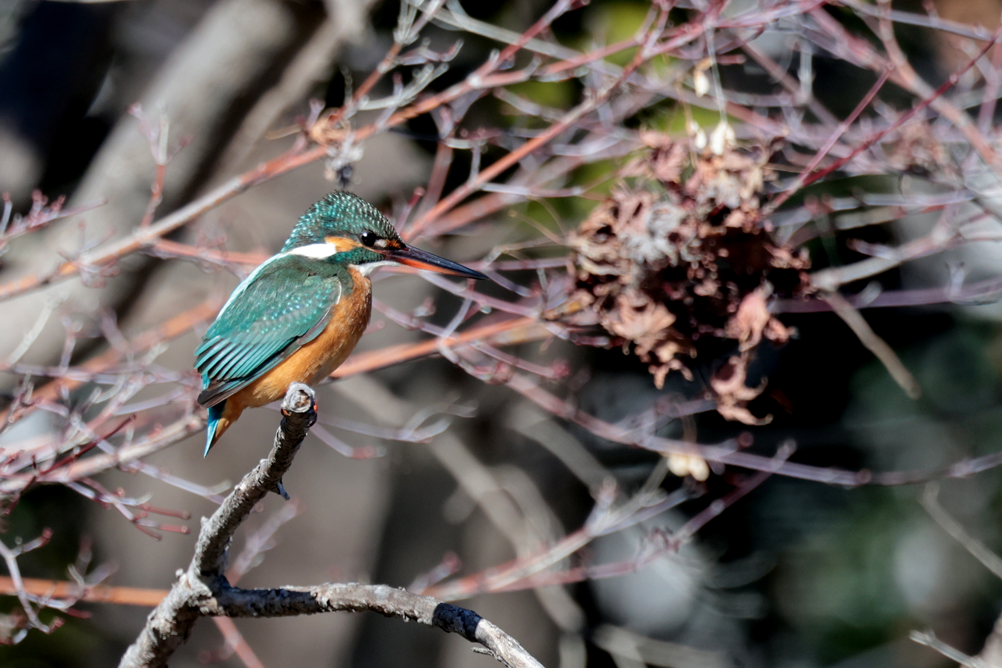 カワセミ Common Kingfisher Photo by Canon EOS R5+640 