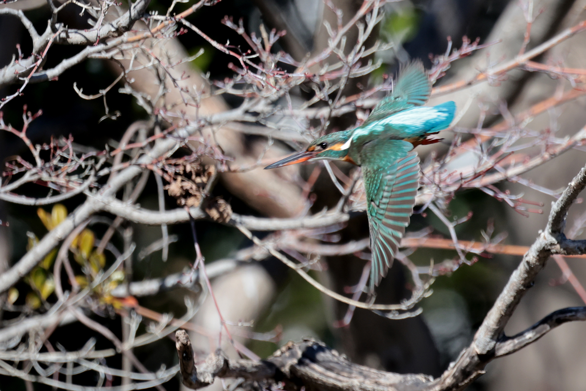 カワセミ Common Kingfisher Photo by Canon EOS R5+640 