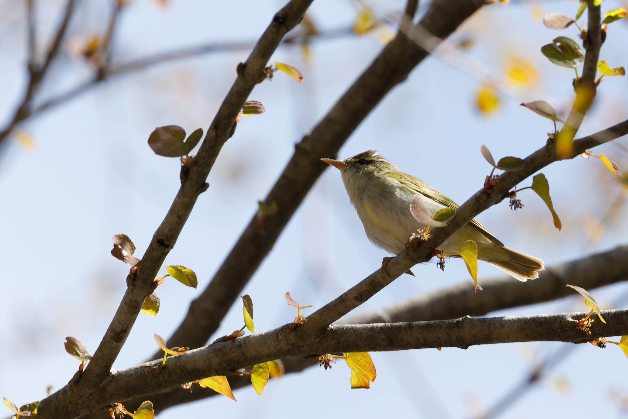 センダイムシクイ Eastern crowned-warbler Photo by Canon EOS R5+100 