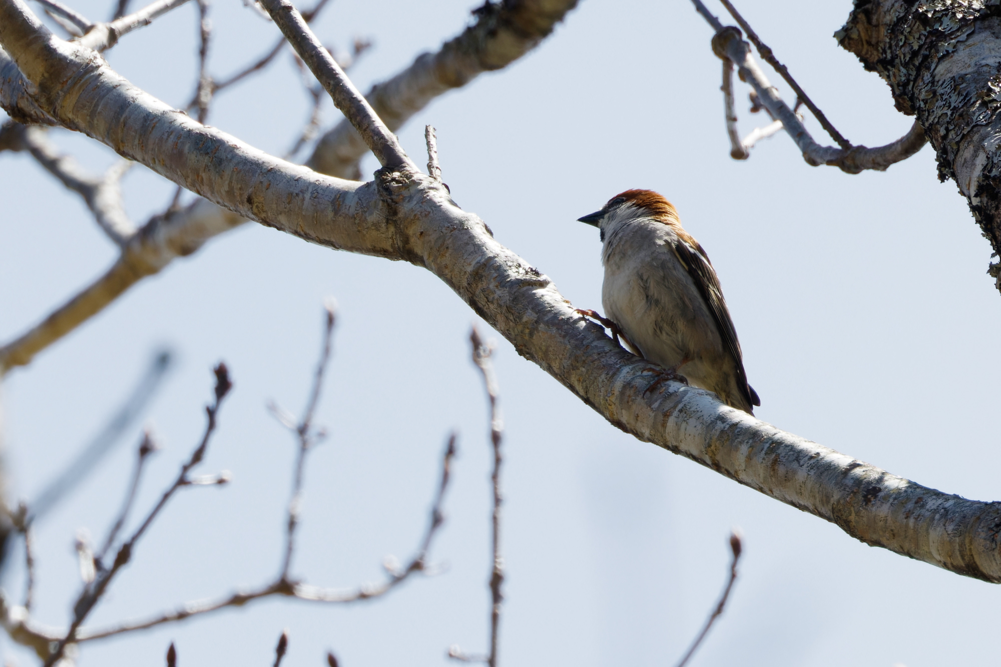 ニュウナイスズメ Cinnamon Sparrow Photo by Canon EOS R5+320 