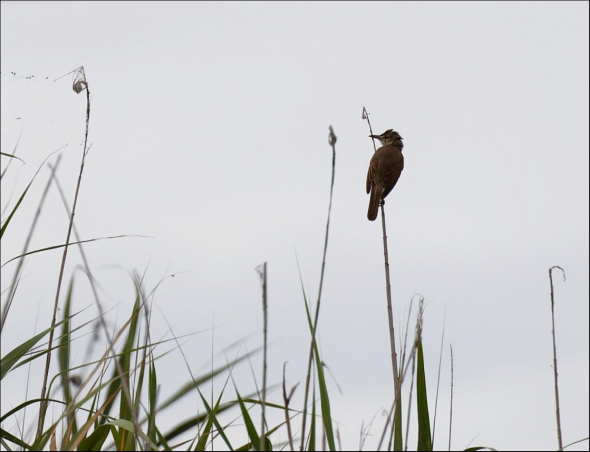 オオヨシキリ Oriental reed warbler Photo by + 