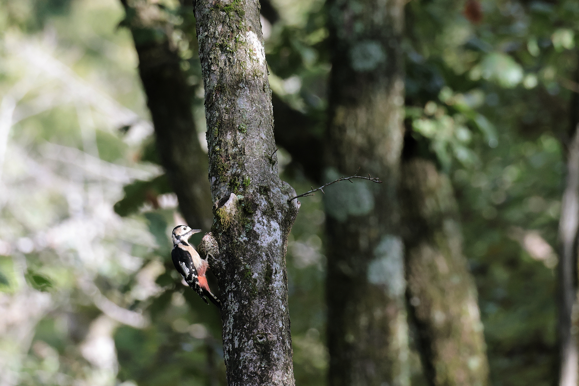 アカゲラ Great Spotted Woodpecker Photo by Canon EOS R5+1600 