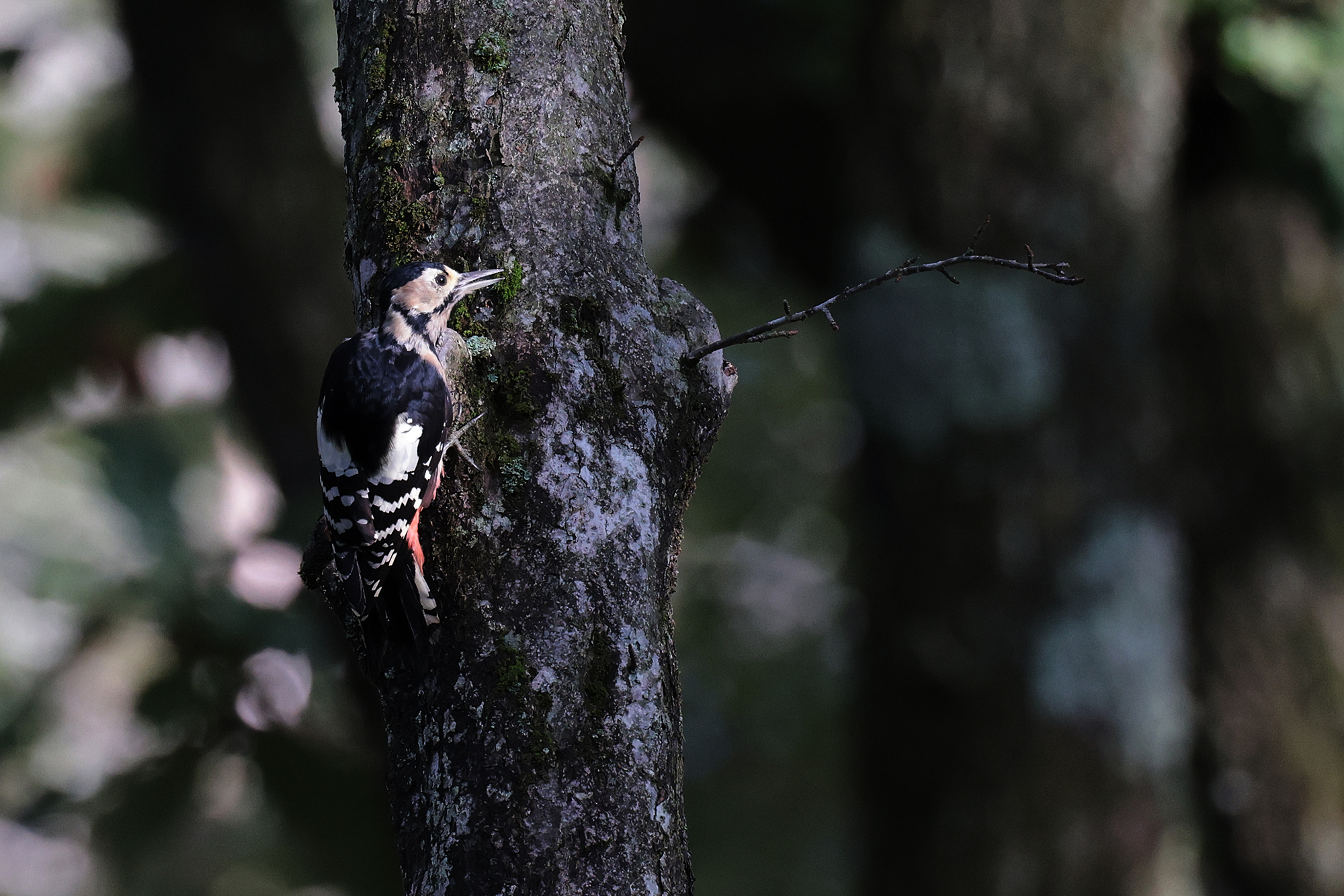 アカゲラ Great Spotted Woodpecker Photo by Canon EOS R5+1600 