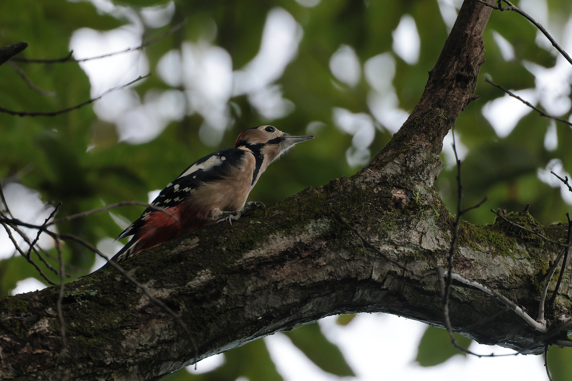 アカゲラ Great Spotted Woodpecker Photo by Canon EOS R5+800 