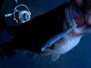 ミノーフィッシュ