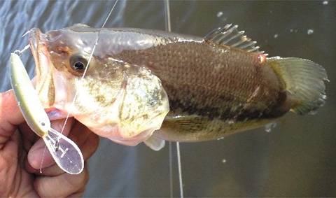 CA390ww308 CA390ww308