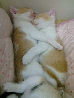 200804291652000 200804291652000