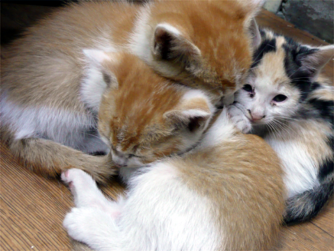 20080603120624_1.jpg 20080603120624_1.jpg