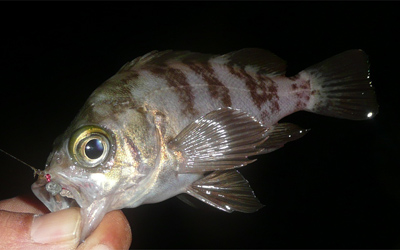 20091023091056_1.jpg 20091023091056_1.jpg