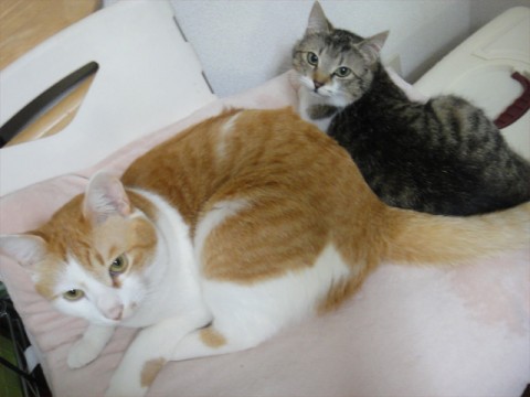 20120320110306__1.jpg