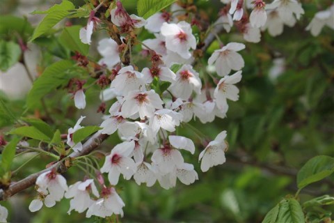 20120521080540__2.jpg