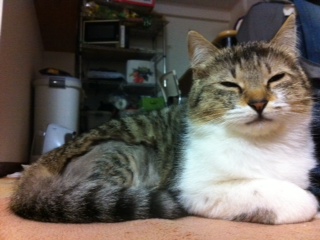 picture from keitai
