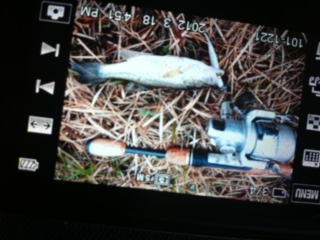 picture from keitai