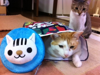picture from keitai