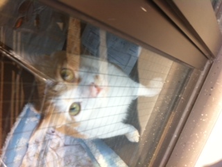 picture from keitai
