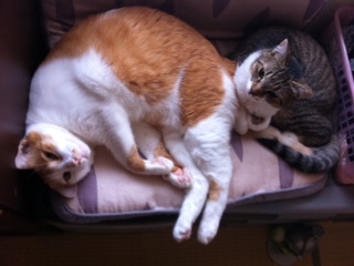 picture from keitai
